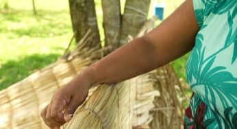 Você conhece a taboa? Planta aquática vira artesanato sustentável e fonte de renda para famílias do ES